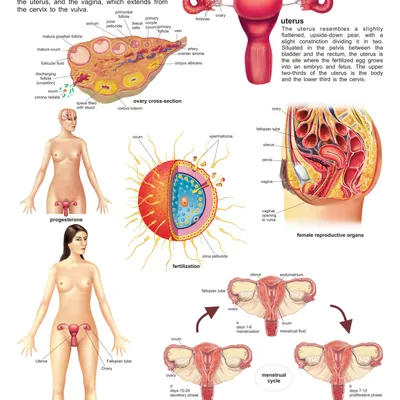 The Female Reproductive System
