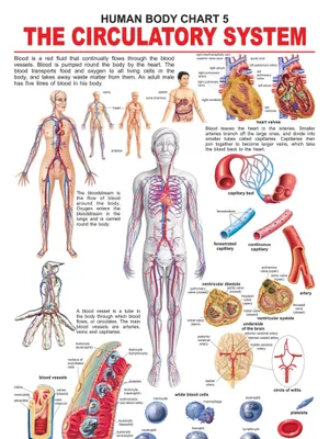 The Circulatory System