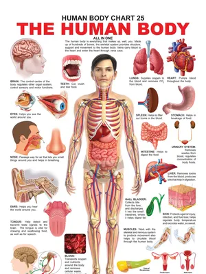 The Human Body Chart
