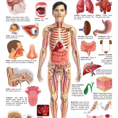 The Human Body Chart