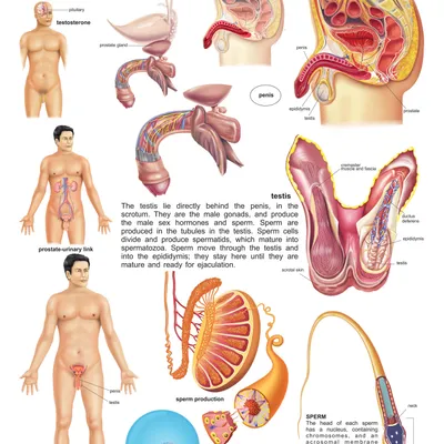 The Male Reproductive System