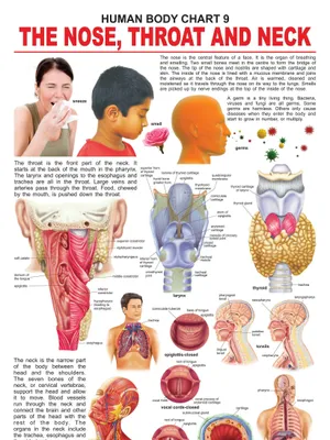 The Nose, Throat & Neck
