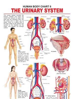 The Urinary System