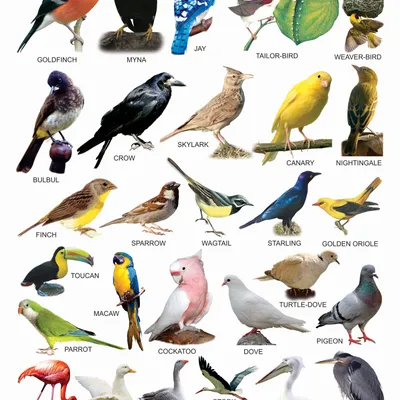 Birds-2