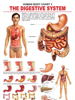 The Digestive System