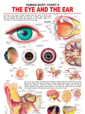 The Eye & the Ear