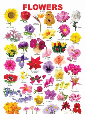 Flower