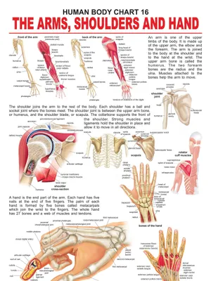 The Shoulders, Arms & Hand