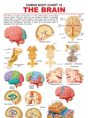 The Brain