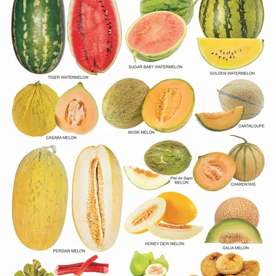 Fruit Chart - 4