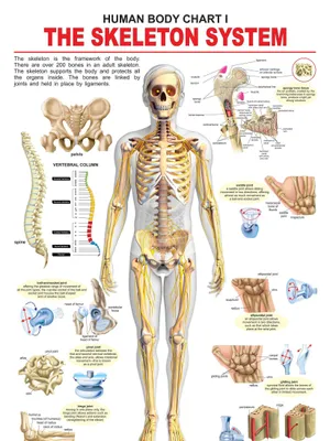 The Skeletal System