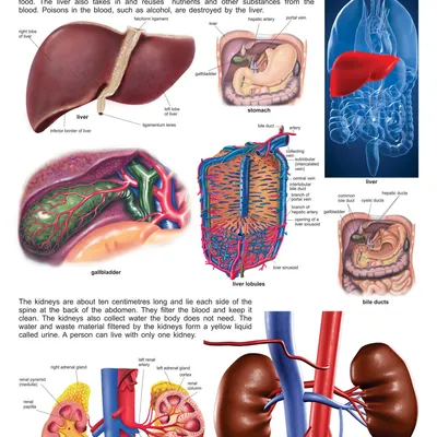 The Liver & Kidney