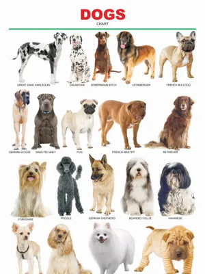 Dogs