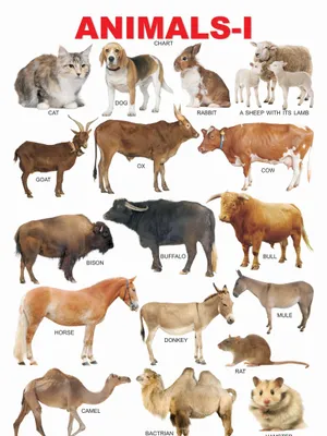 Animals-1
