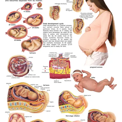 The Child Birth