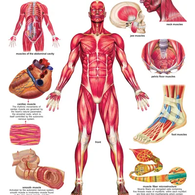 The Muscular System