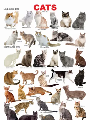 Cat Chart