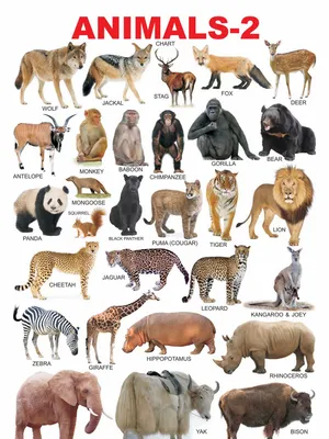 Animals-2