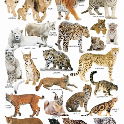 Cat Family Chart