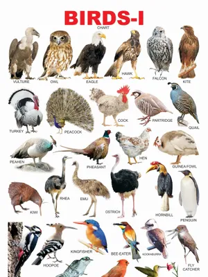 Birds-1