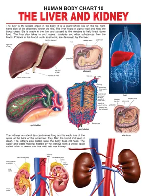 The Liver & Kidney