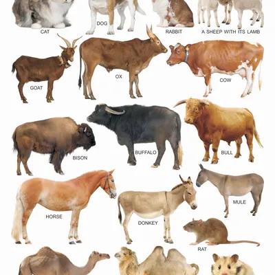 Animals-1