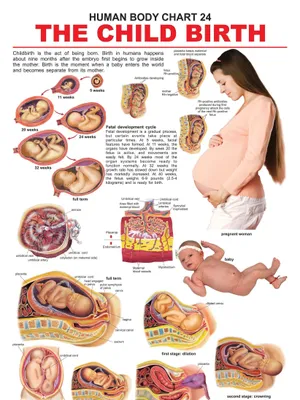 The Child Birth