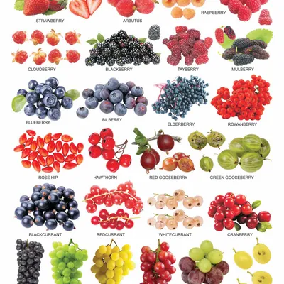 Fruit Chart - 2