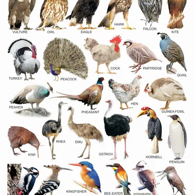 Birds-1