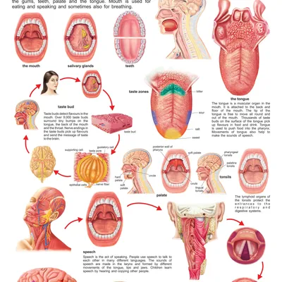 The Mouth, Tongue & Speech
