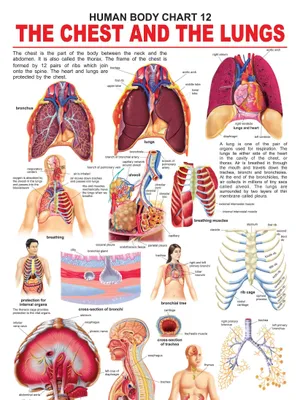 The Chest & the Lungs