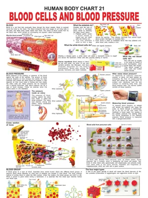 The Blood Group, Cells & Pressure
