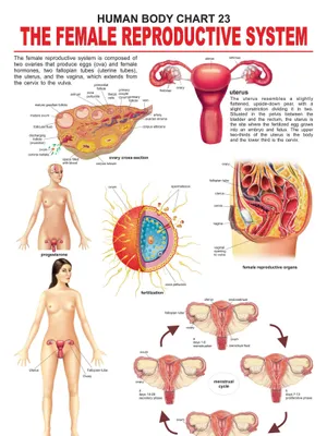 The Female Reproductive System