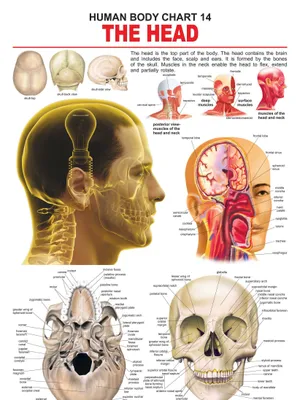 The Head