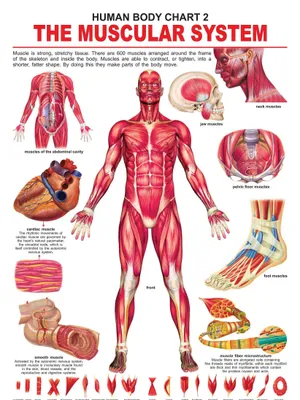 The Muscular System