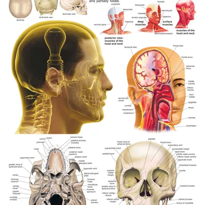 The Head