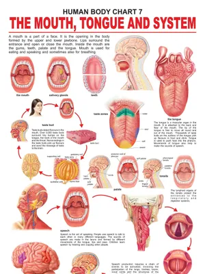 The Mouth, Tongue & Speech