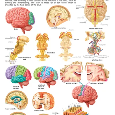 The Brain