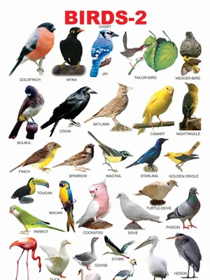 Birds-2