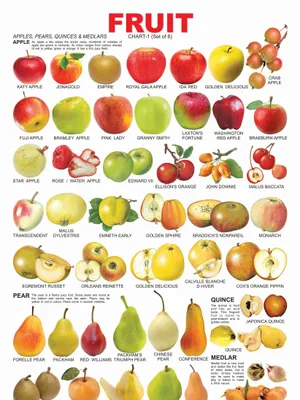 Fruit Chart - 1
