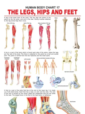 The Hips, Legs & Feet
