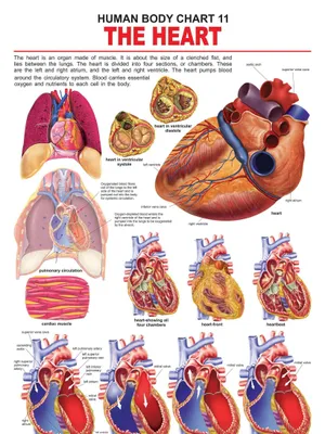The Heart