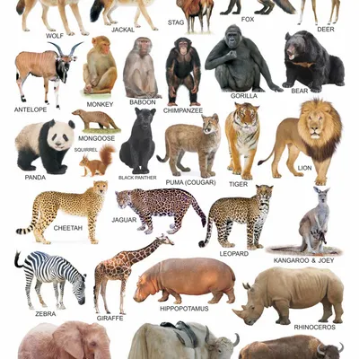 Animals-2