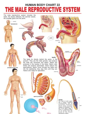 The Male Reproductive System