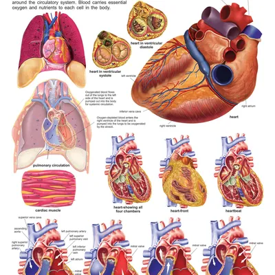 The Heart
