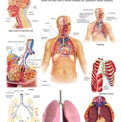 The Respiratory System