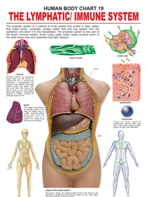 The Lymphatic/Immune System
