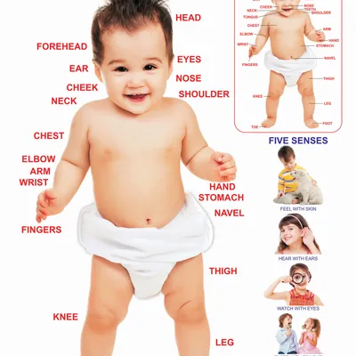 Parts of The Body