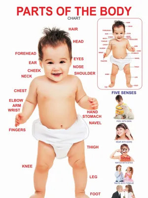 Parts of The Body
