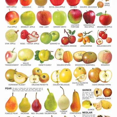 Fruit Chart - 1